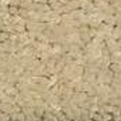 Ivory Satin GS-24 textured carpet swatch